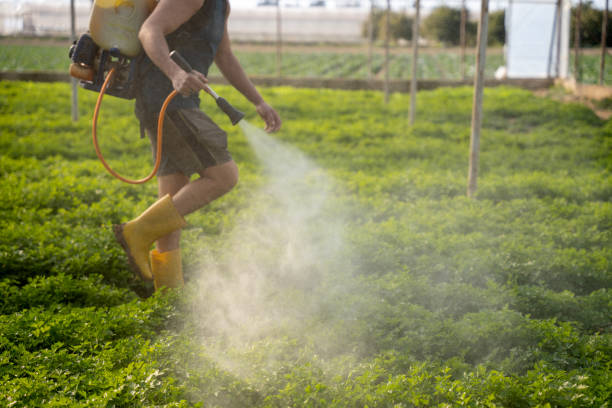 Best Ant Control Services  in Pasadena Hills, MO