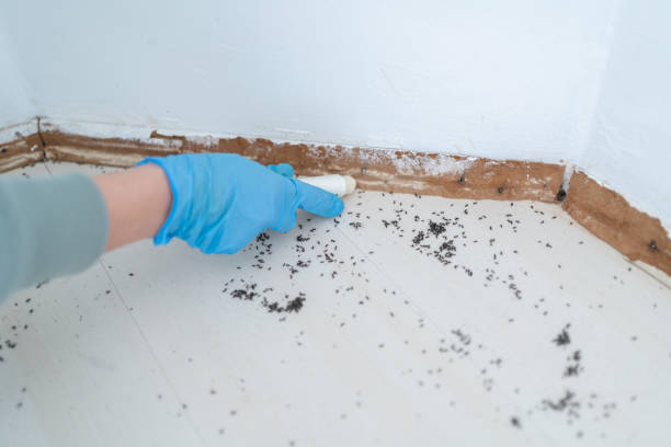 Flea Control Services in Pasadena Hills, MO